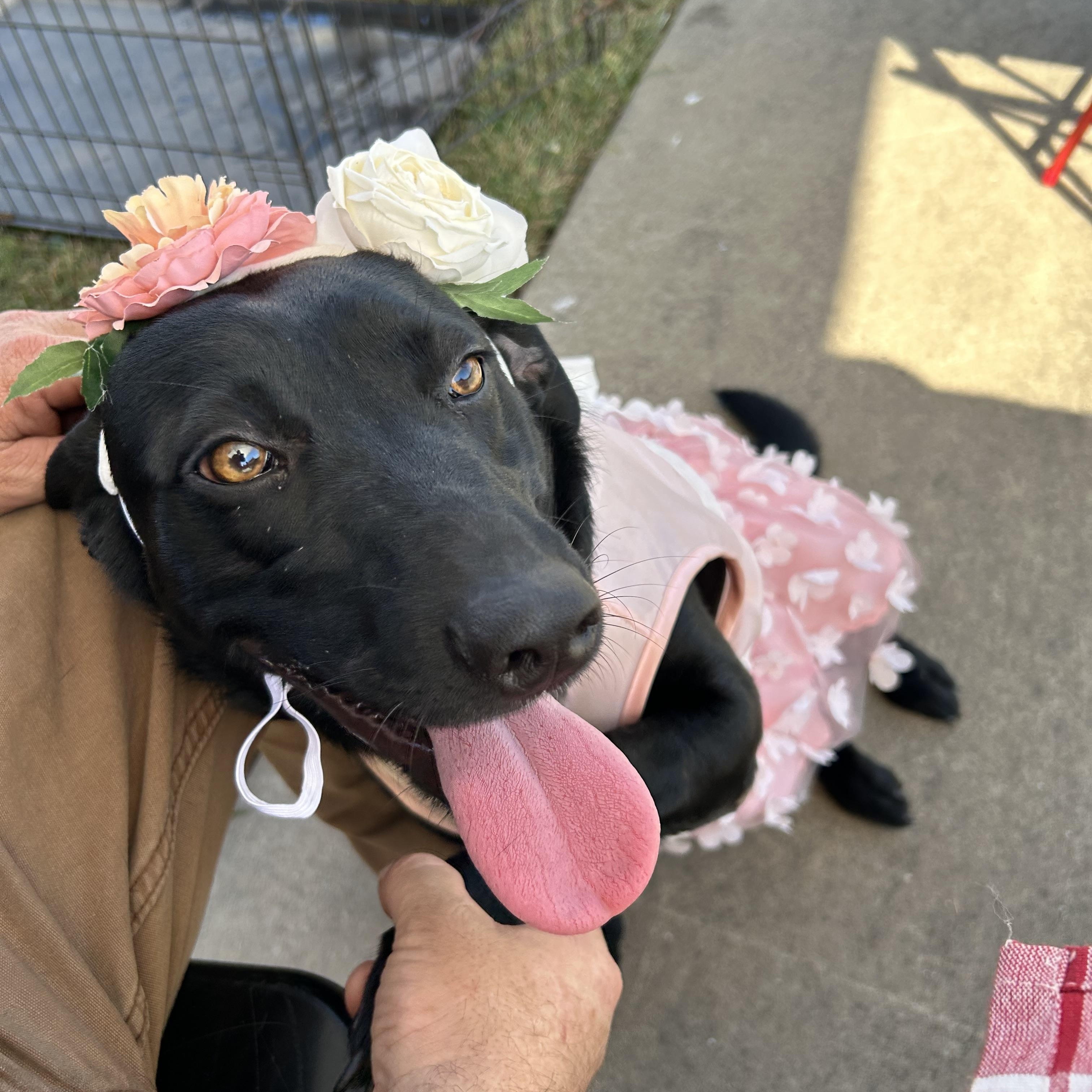 Enlarge Victoria, a Adoptable Black Labrador Retriever in Pine Bluff, AR image 1/6