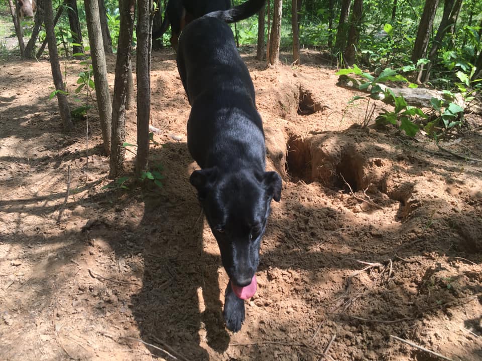 Enlarge Victoria, a Adoptable Black Labrador Retriever in Pine Bluff, AR image 5/6