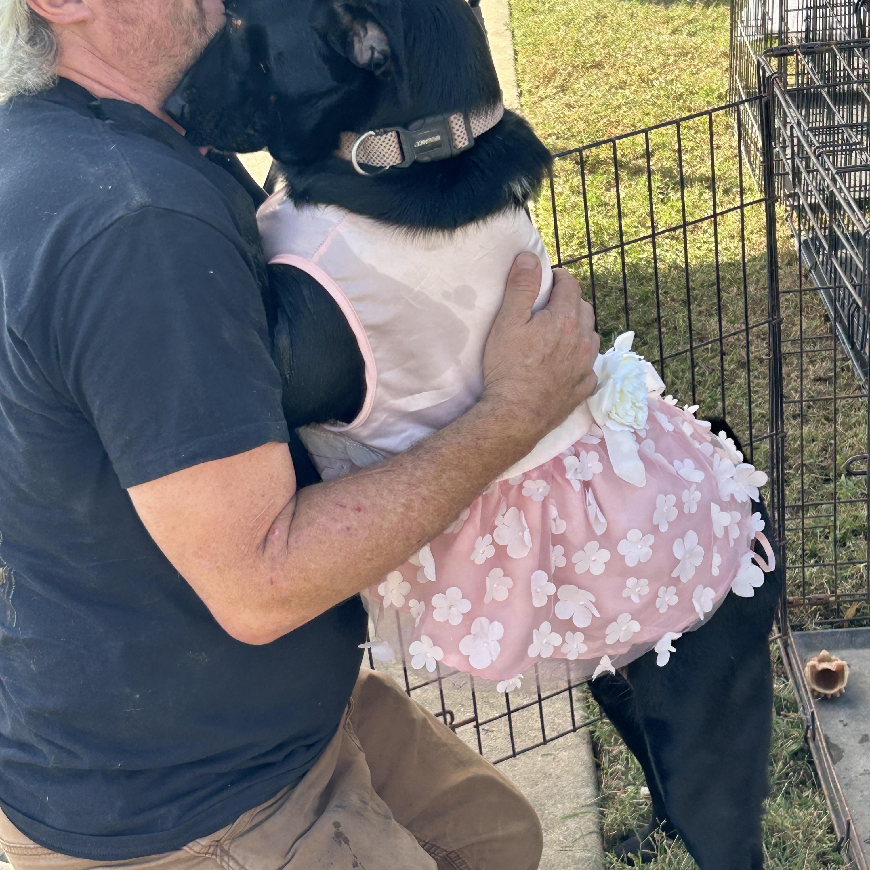 Enlarge Victoria, a Adoptable Black Labrador Retriever in Pine Bluff, AR image 6/6