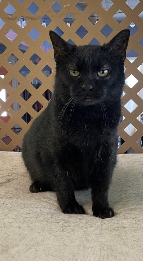 Enlarge Marjory, a Adoptable Domestic Medium Hair in Evansville, IN image 1/6