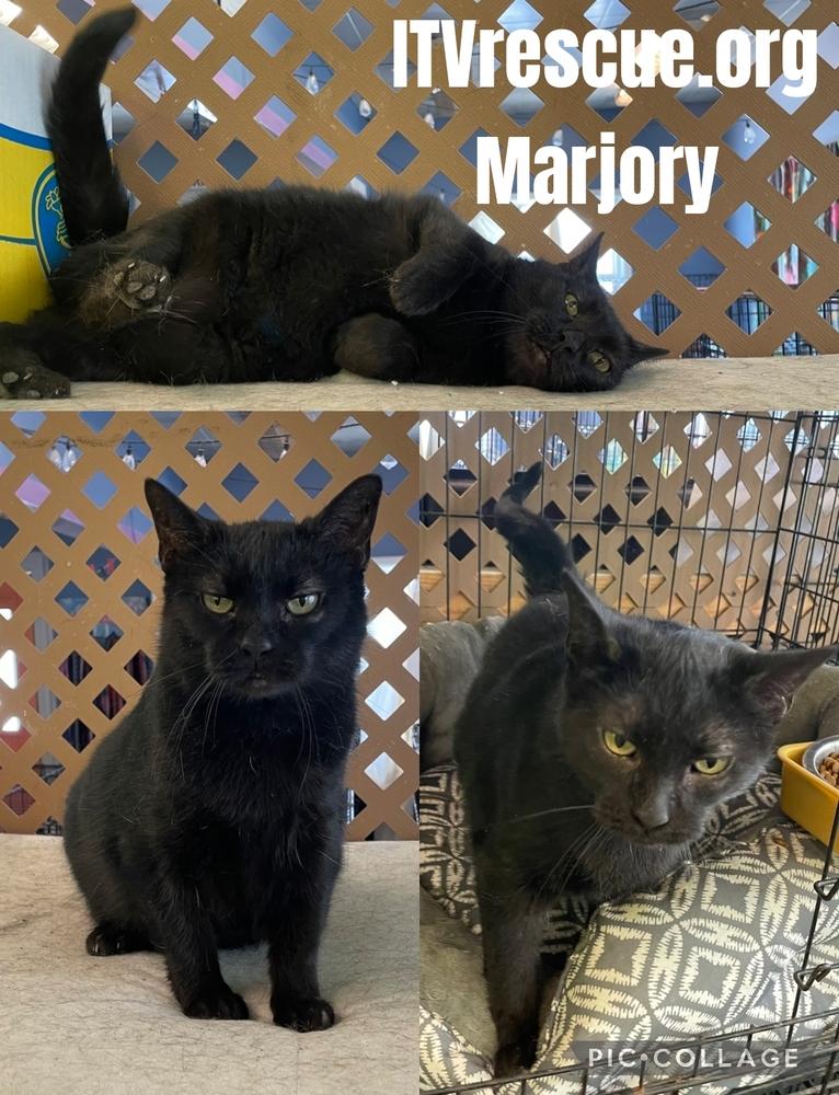 Enlarge Marjory, a Adoptable Domestic Medium Hair in Evansville, IN image 2/6