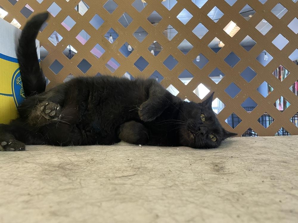 Enlarge Marjory, a Adoptable Domestic Medium Hair in Evansville, IN image 3/6