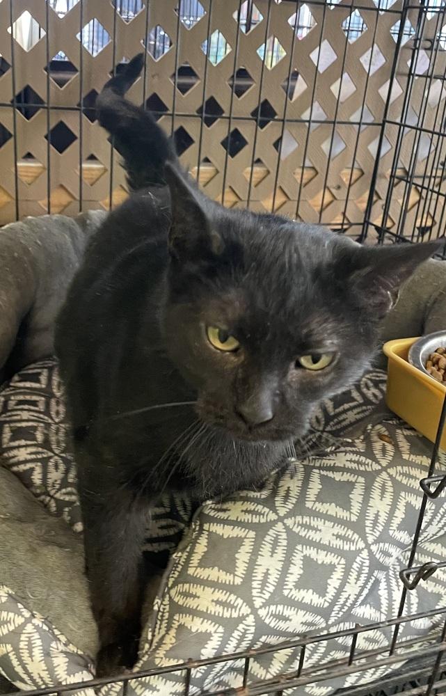 Enlarge Marjory, a Adoptable Domestic Medium Hair in Evansville, IN image 4/6