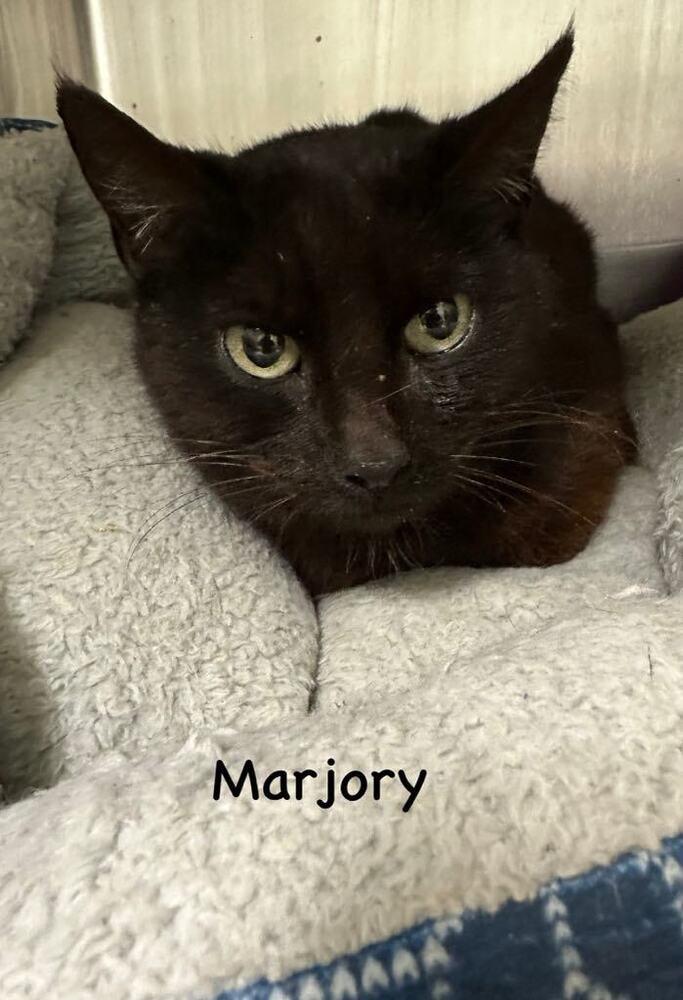 Enlarge Marjory, a Adoptable Domestic Medium Hair in Evansville, IN image 1/2