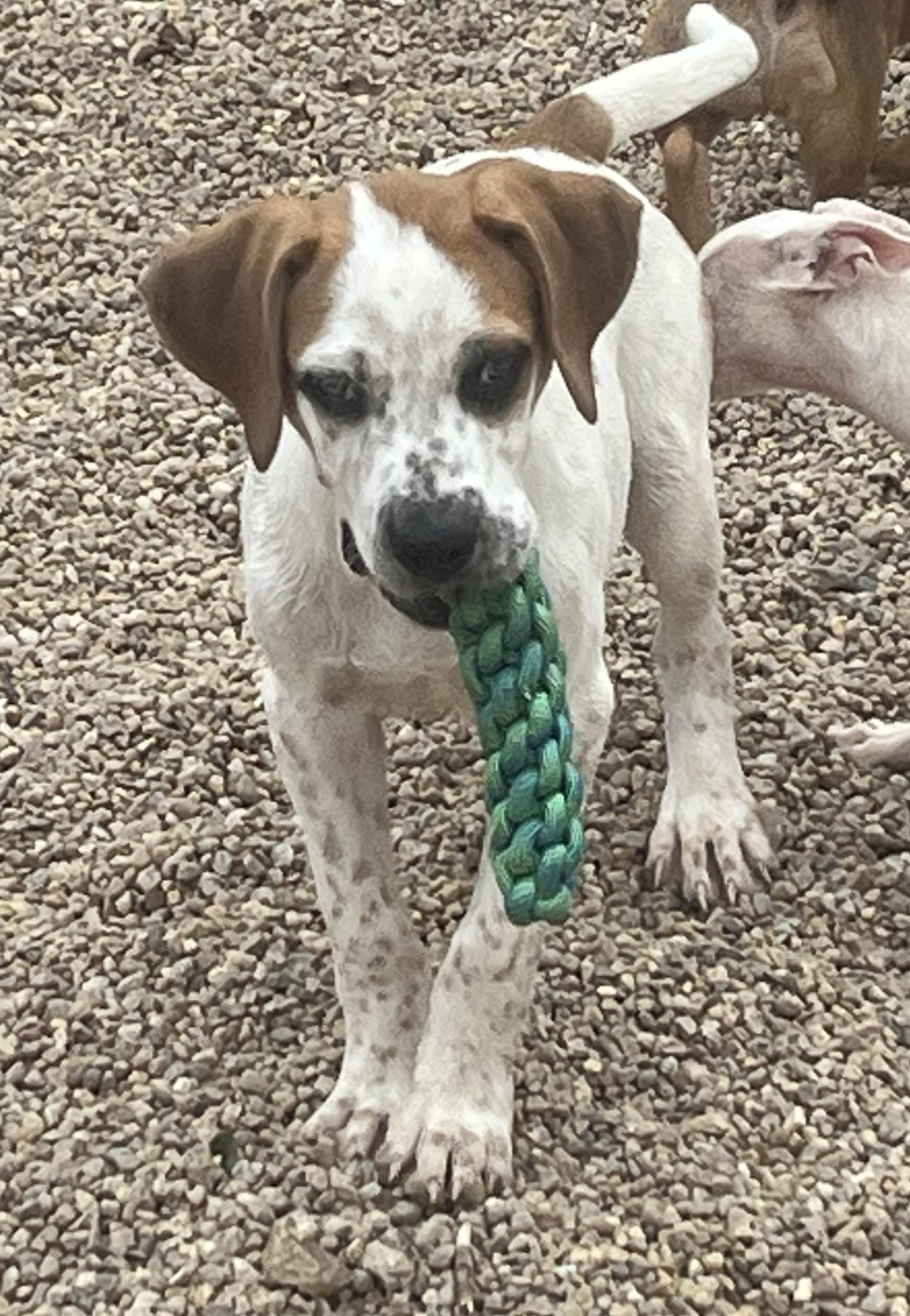 Rapsheet, Adoptable, Puppy Male Great Pyrenees.