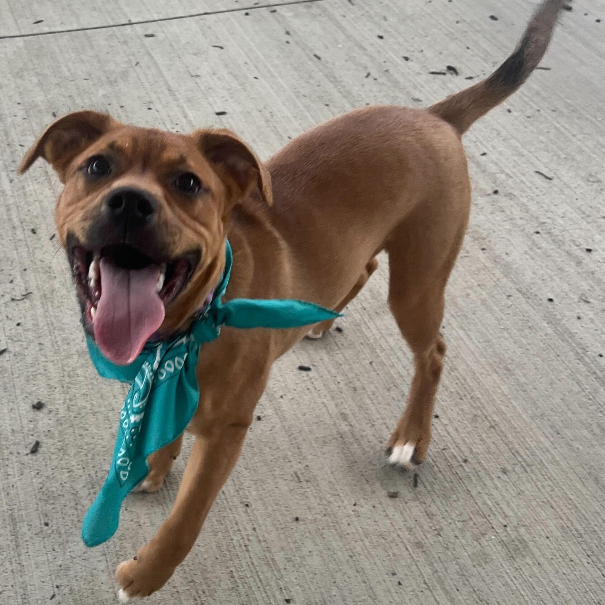 Enlarge Daffodil, an adoptable Mixed Breed in Canal Winchester, OH image 2/3