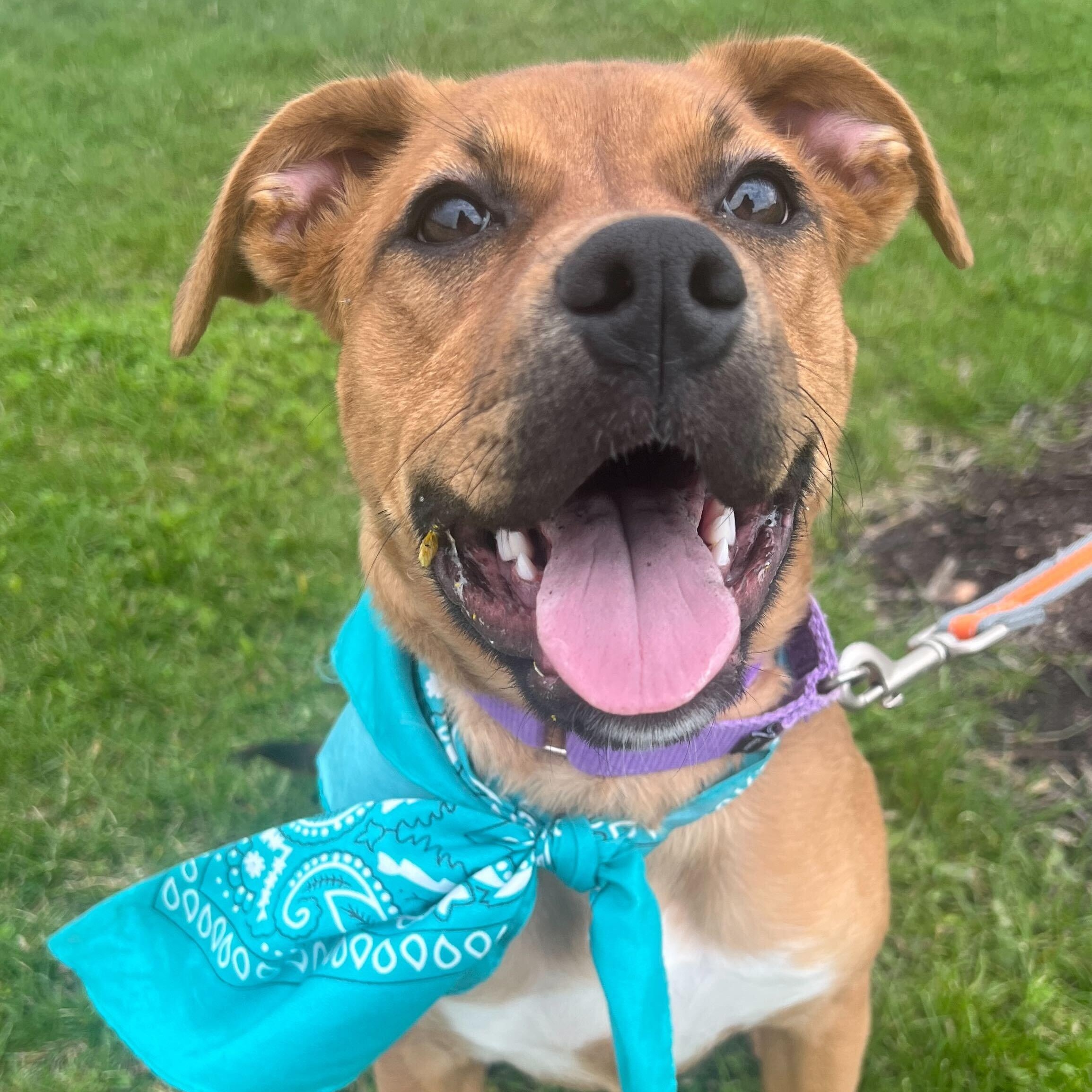 Enlarge Daffodil, an adoptable Mixed Breed in Canal Winchester, OH image 1/3