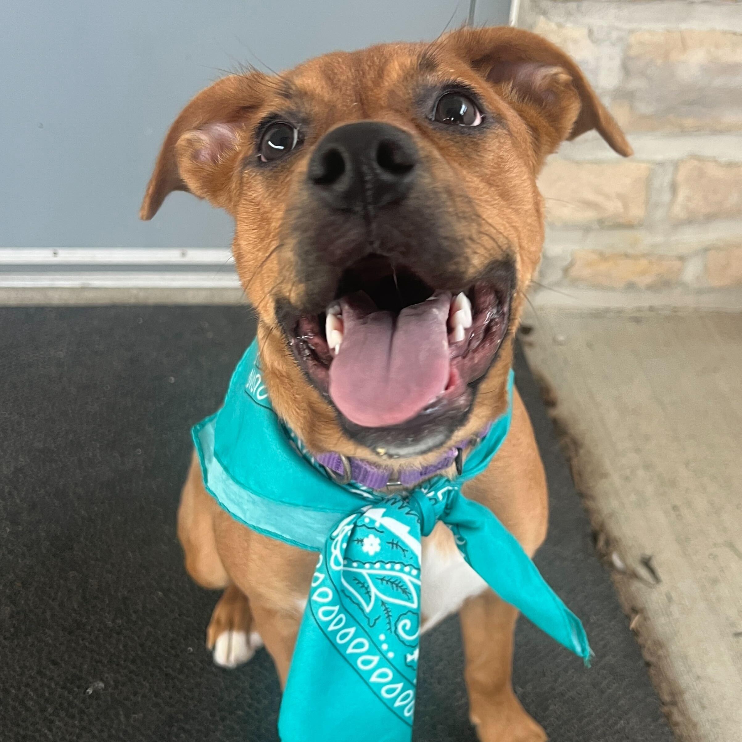 Enlarge Daffodil, an adoptable Mixed Breed in Canal Winchester, OH image 3/3