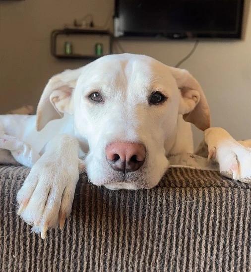 Enlarge Polaris, a Adoptable Labrador Retriever in Tonopah, AZ image 2/3