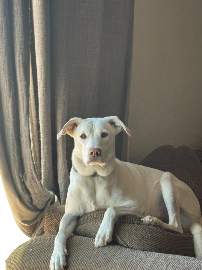 Polaris, Adoptable, Adult Male Labrador Retriever.