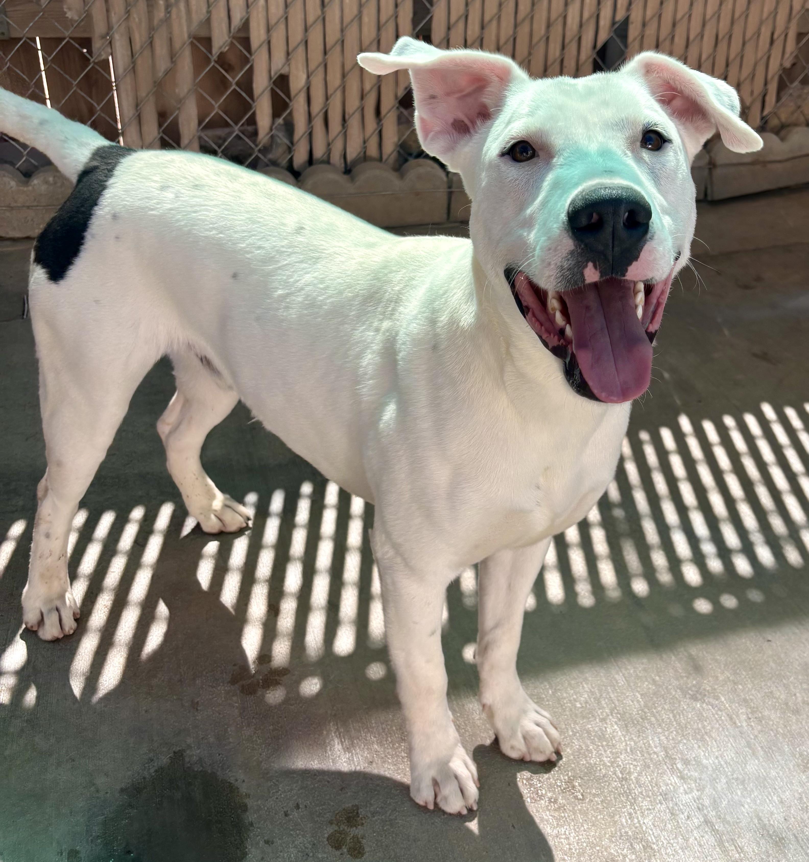 Enlarge PETEY, a ADOPTABLE mixed breed in Joshua Tree, CA image 3/3