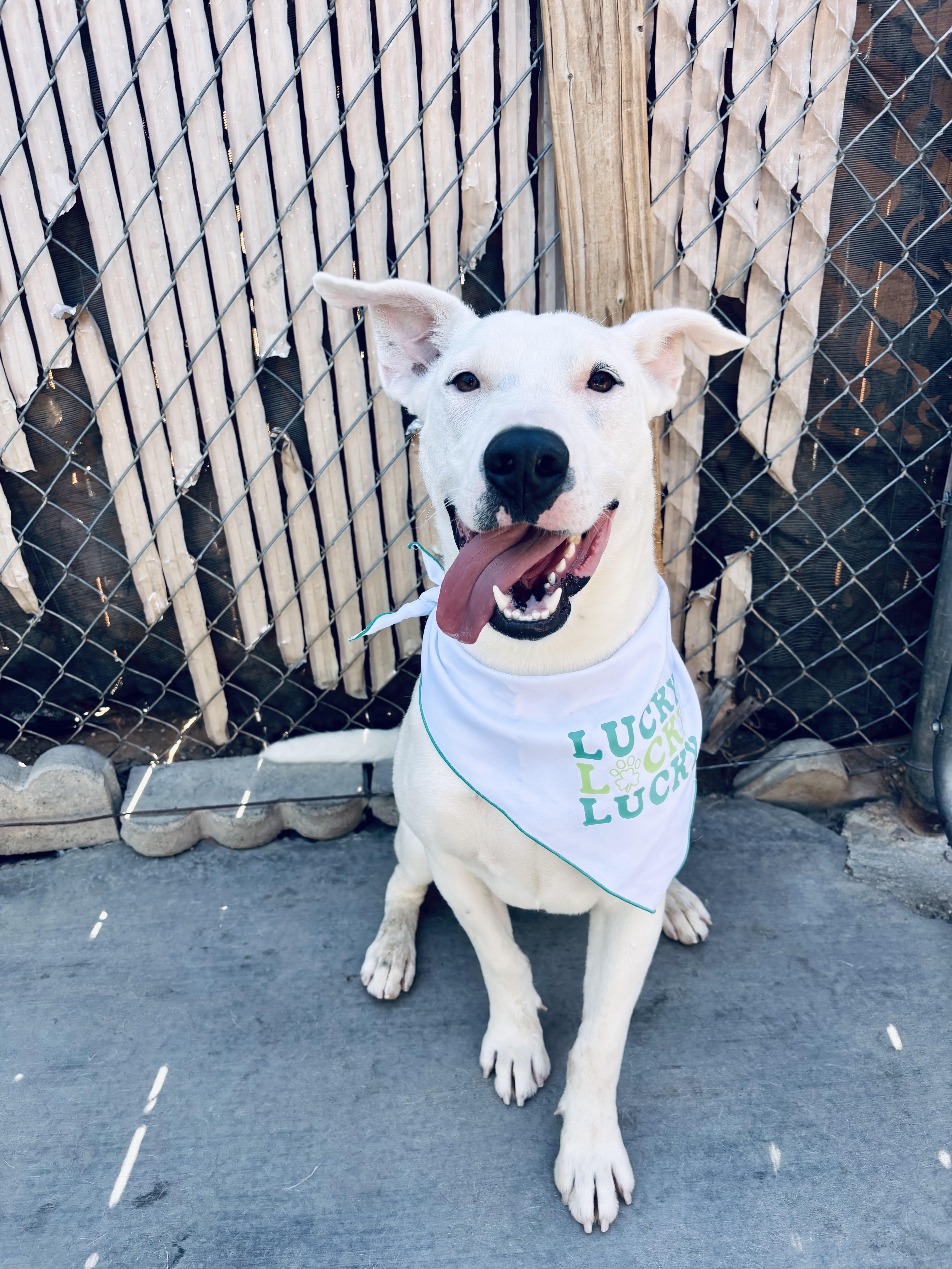 PETEY, ADOPTABLE, Young Male Bull Terrier & Dalmatian.