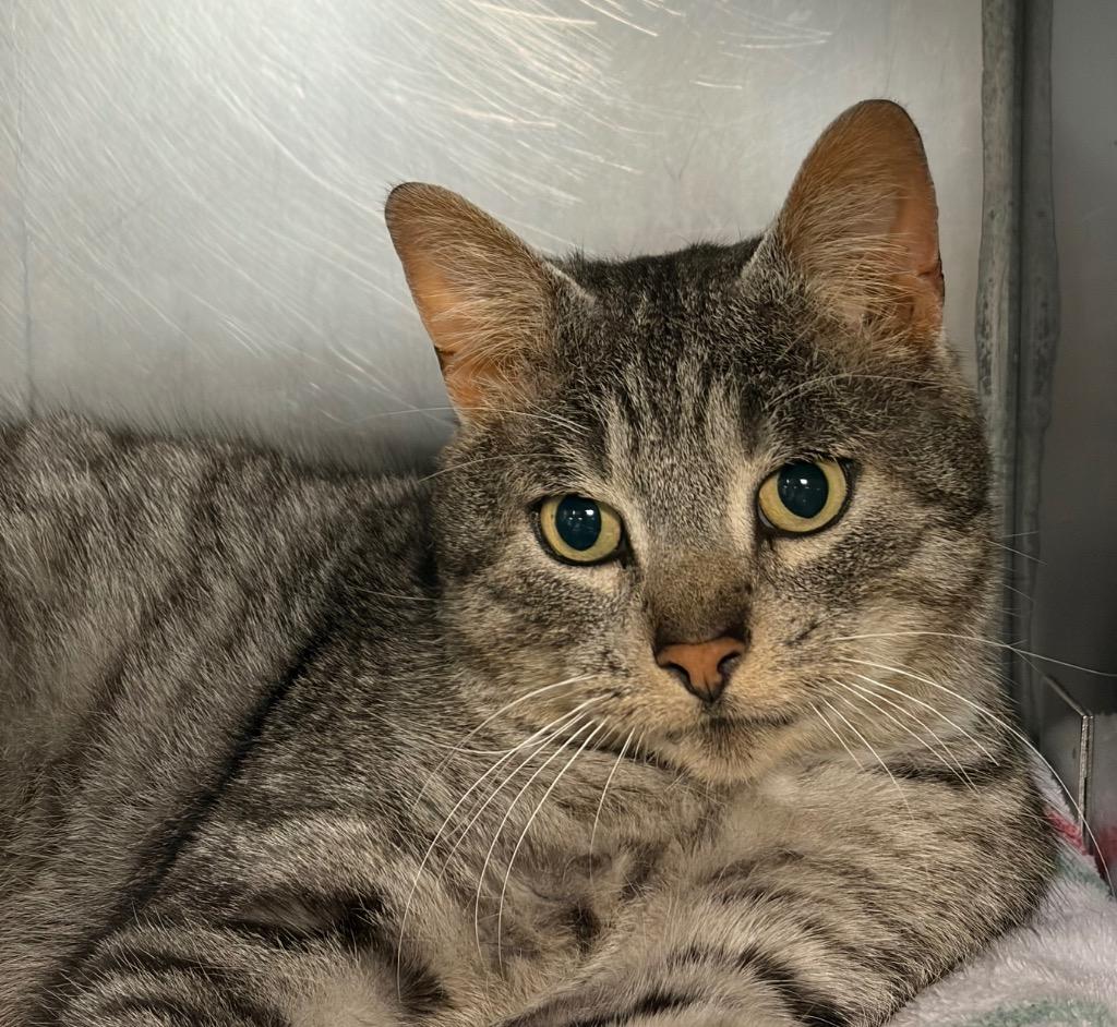 Cupid, Adoptable, Adult Male Domestic Short Hair.