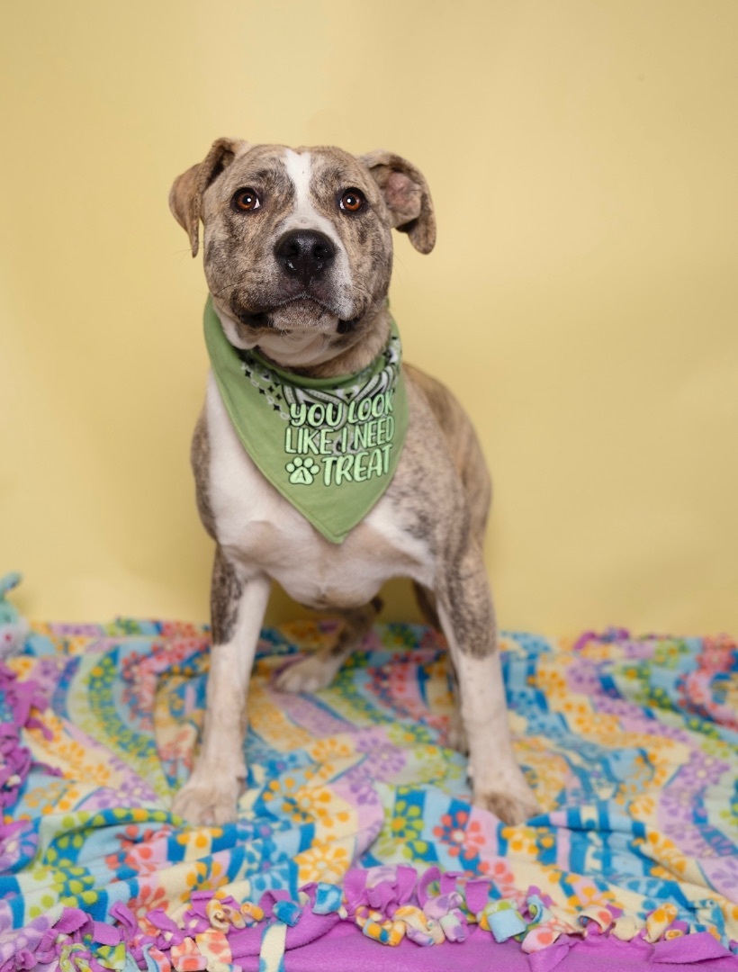 Enlarge Pepper, a Adoptable mixed breed in Lubbock, TX image 3/6