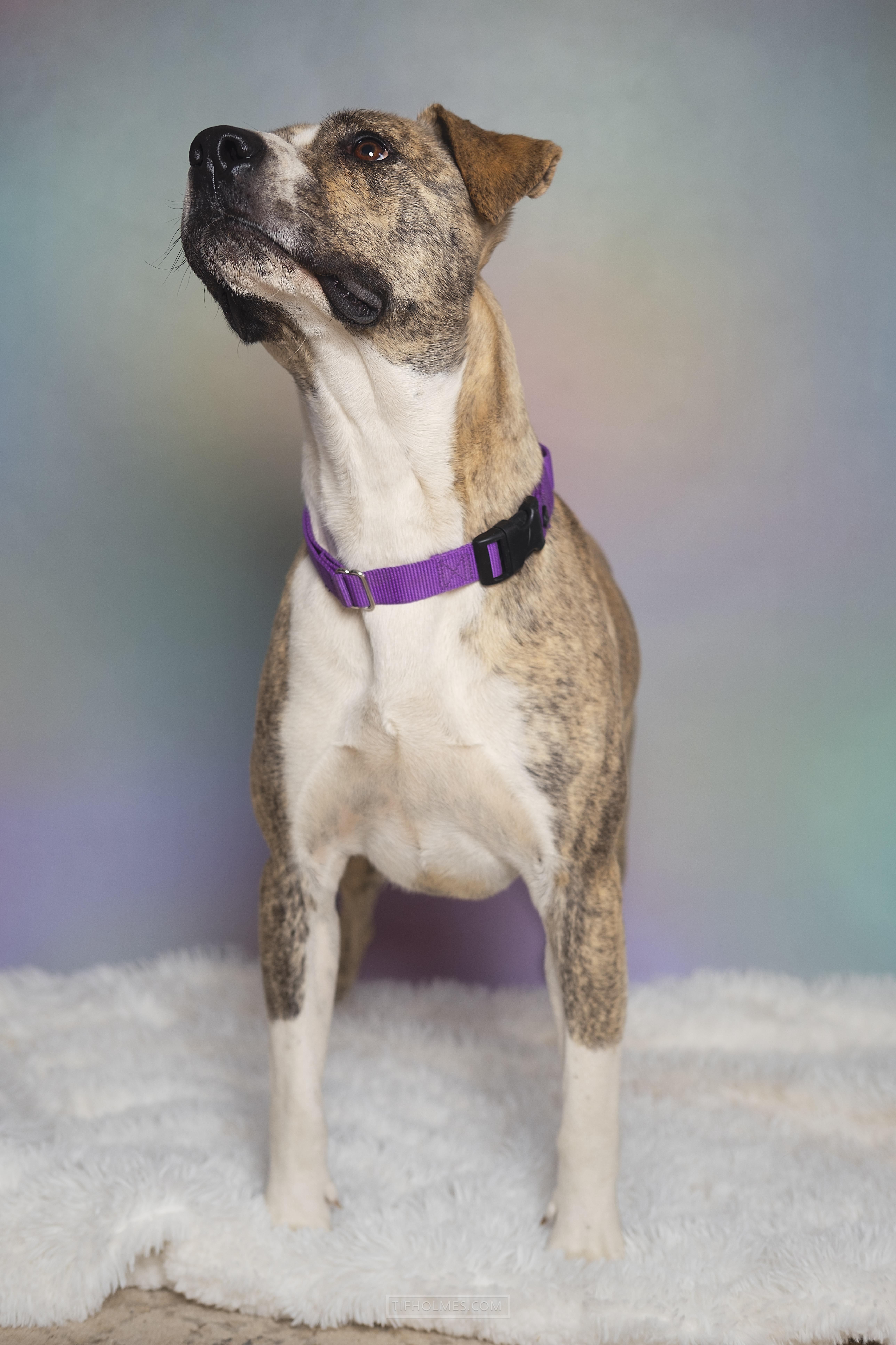 Enlarge Pepper, a Adoptable mixed breed in Lubbock, TX image 2/6