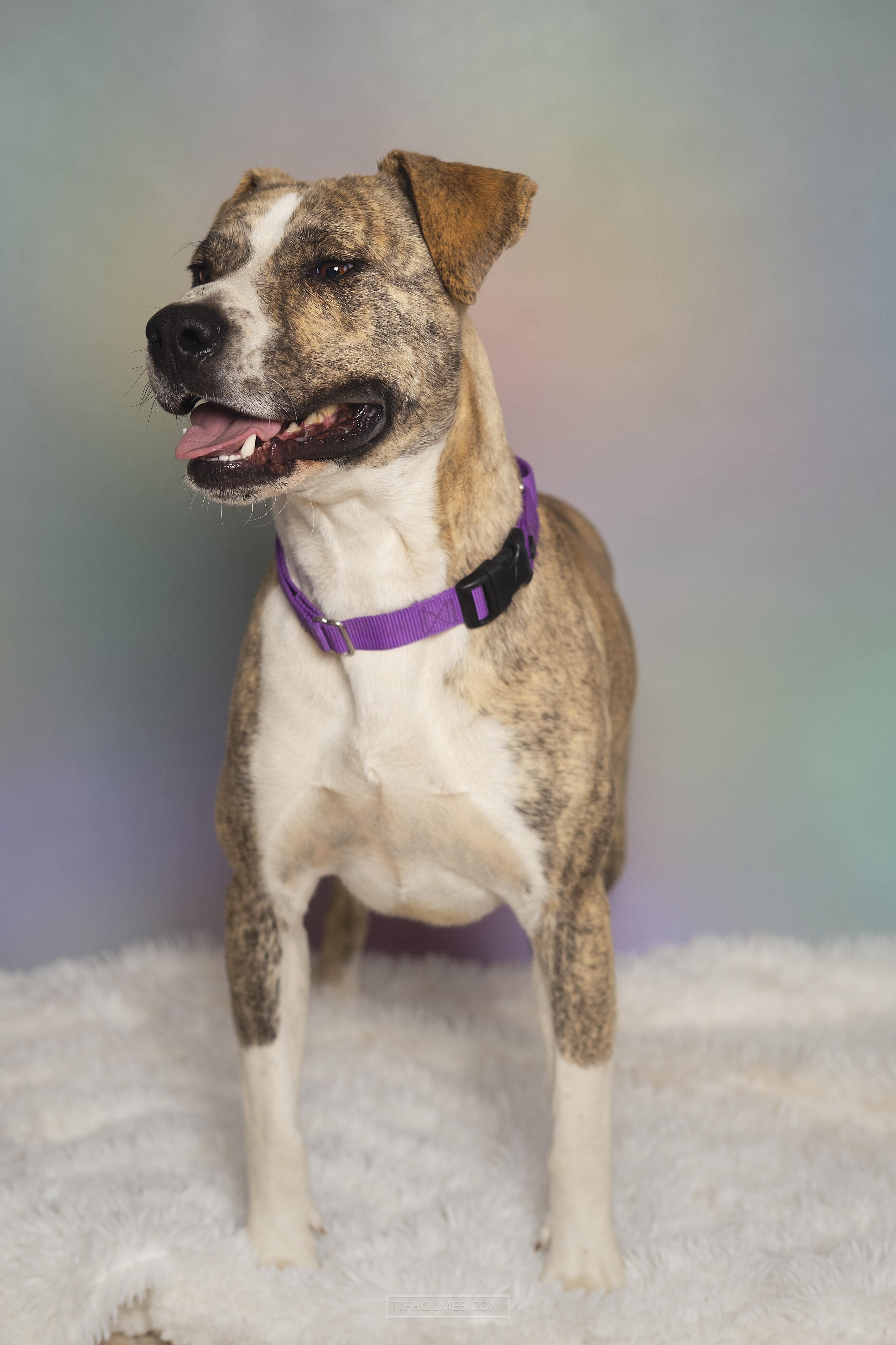 Pepper, Adoptable, Young Male Mixed Breed.