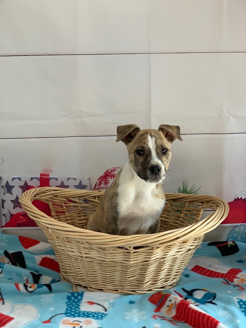 Enlarge Pepper, a Adoptable mixed breed in Lubbock, TX image 5/6