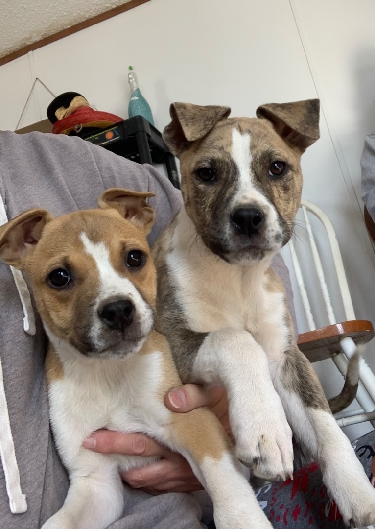 Enlarge Pepper, a Adoptable mixed breed in Lubbock, TX image 6/6