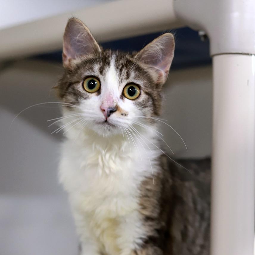 Guinevere — thumbnail 2