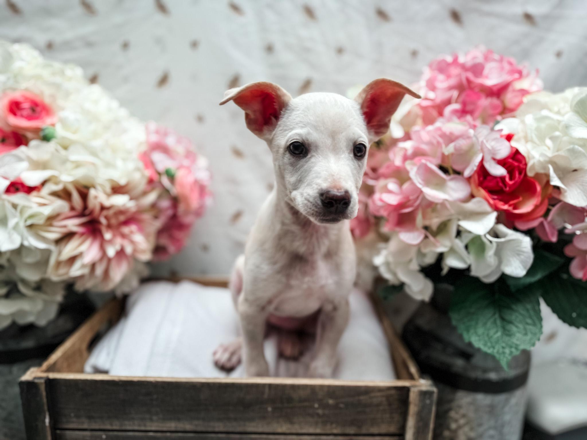 Underwood, Adoptable, Puppy Female Australian Shepherd & Chihuahua.