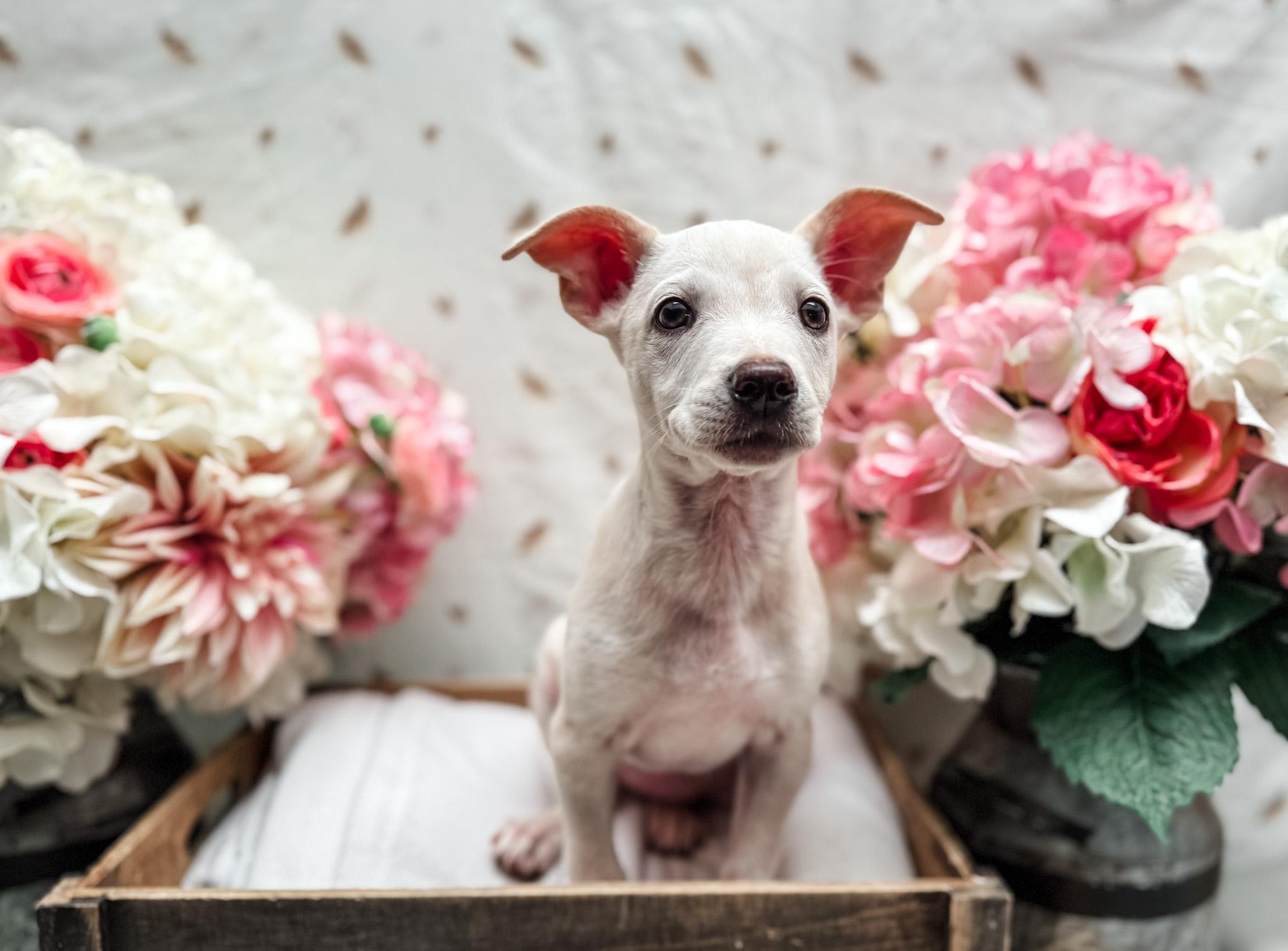 Enlarge Underwood, a Adoptable mixed breed in Newberg, OR image 3/3