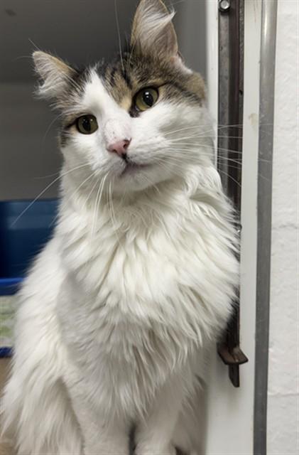 Enlarge DASHER, a Adoptable Domestic Long Hair in Boston, MA image 1/1