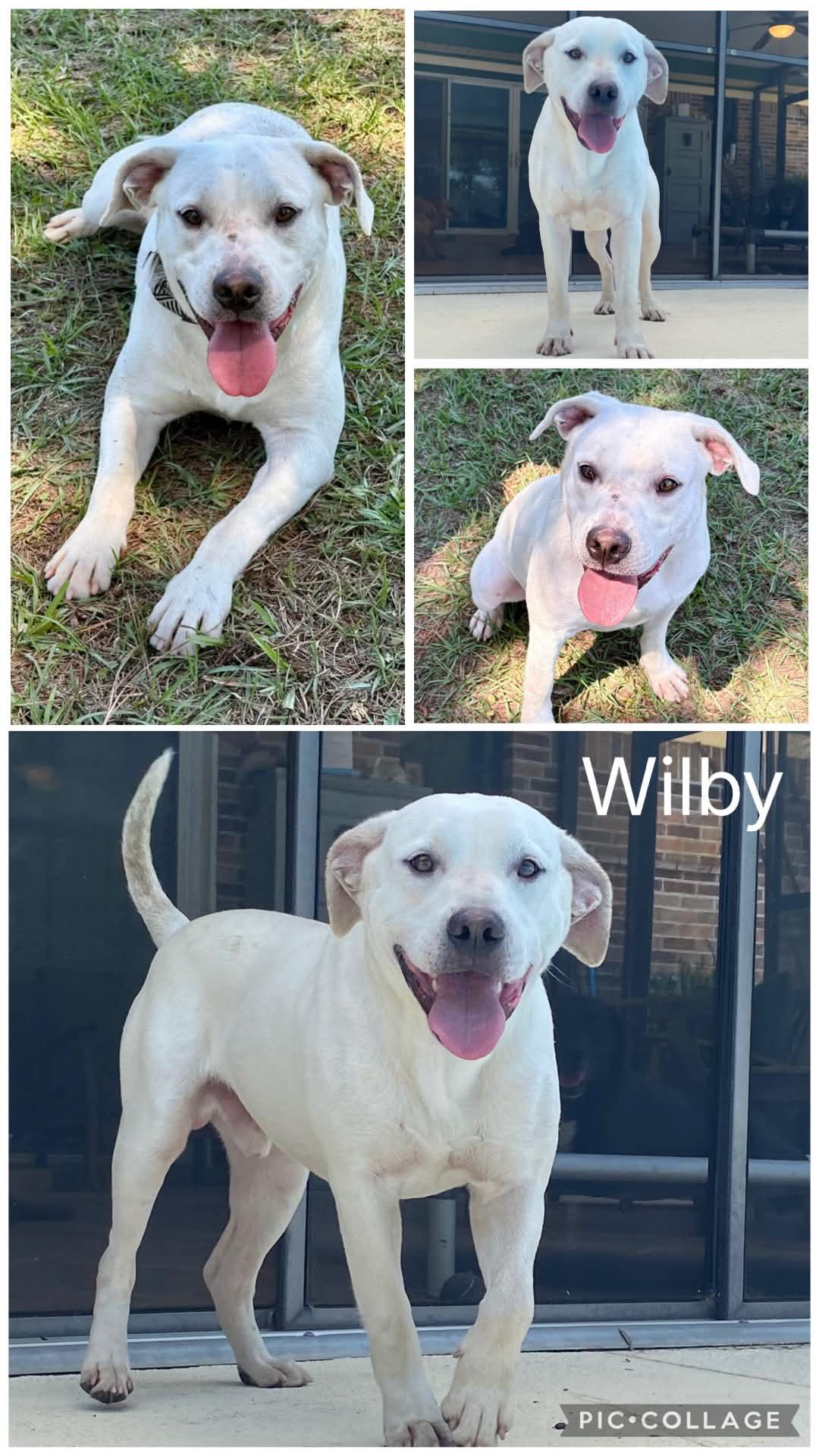 Wilby, ADOPTABLE, Young Male Labrador Retriever & Mixed Breed.