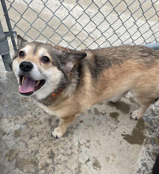 Enlarge Gus, a ADOPTABLE mixed breed in Jackson, MI image 3/5