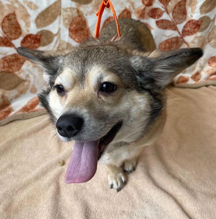 Enlarge Gus, a ADOPTABLE mixed breed in Jackson, MI image 1/5