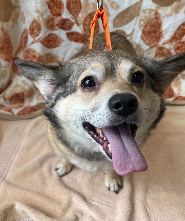 Enlarge Gus, a ADOPTABLE mixed breed in Jackson, MI image 5/5