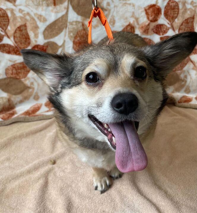 Enlarge Gus, a ADOPTABLE mixed breed in Jackson, MI image 4/5