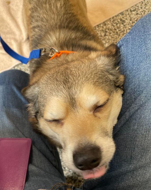 Enlarge Gus, a ADOPTABLE mixed breed in Jackson, MI image 2/5