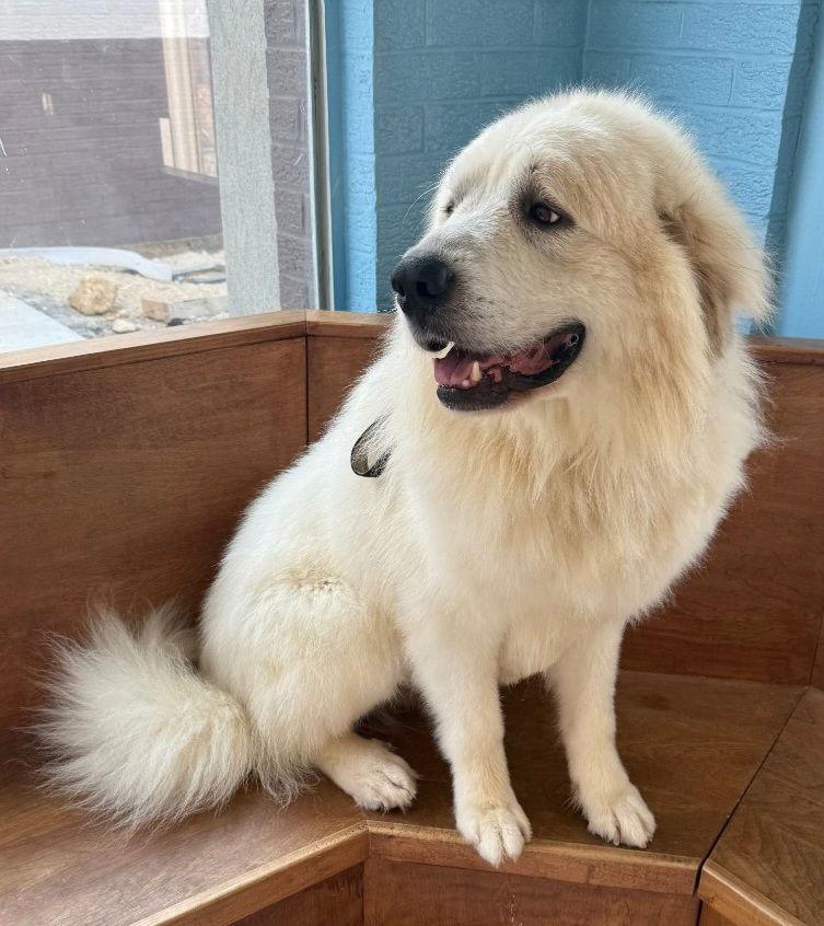 Enlarge Marshmallow, a Adopted Great Pyrenees in Hollywood, MD image 1/2