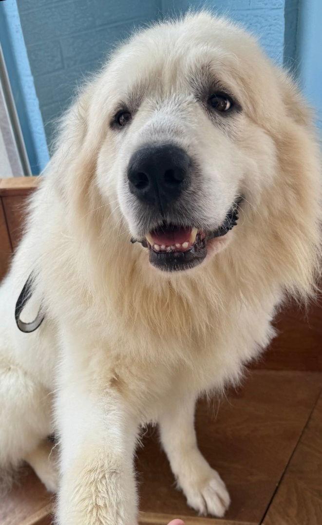 Enlarge Marshmallow, a Adopted Great Pyrenees in Hollywood, MD image 2/2