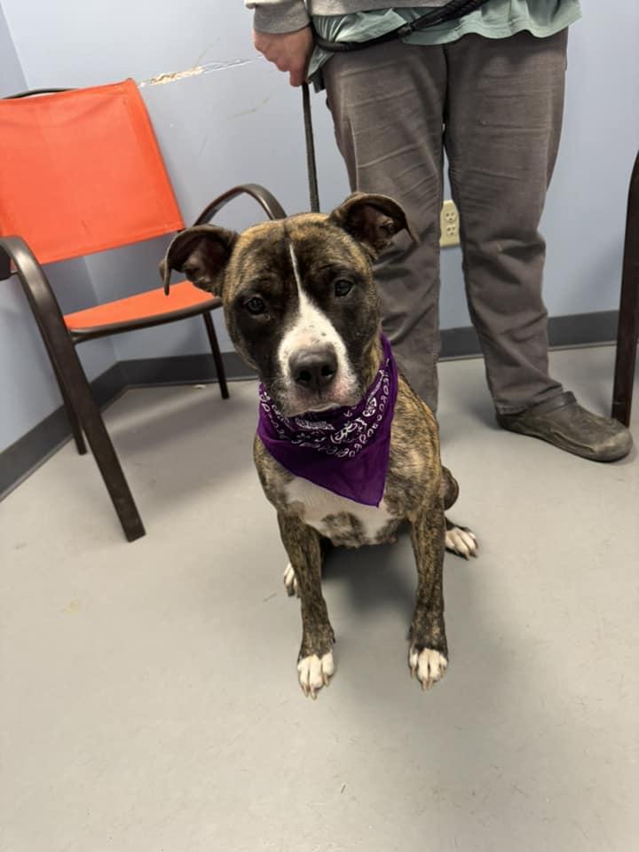 Dizzy, Adult Female Terrier