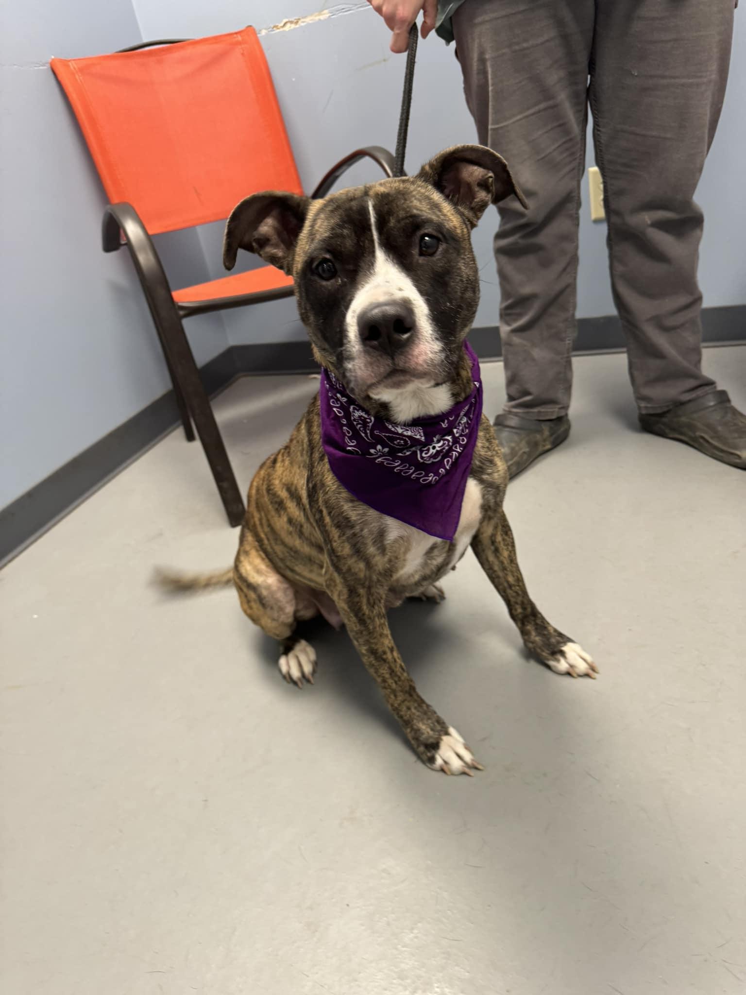 Dizzy, a Adoptable mixed breed in Zanesville, OH image 2/2