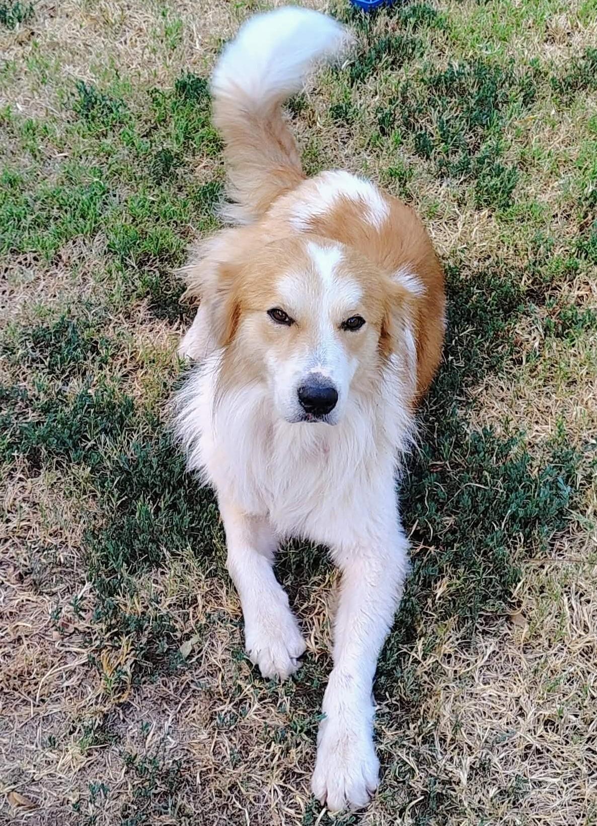 Enlarge Bogey, a ADOPTABLE mixed breed in Kiowa, OK image 2/6