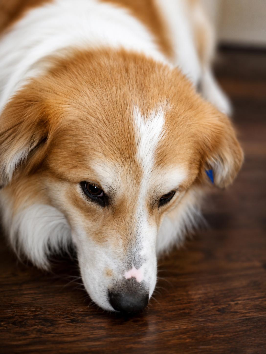 Enlarge Bogey, a ADOPTABLE mixed breed in Kiowa, OK image 4/6