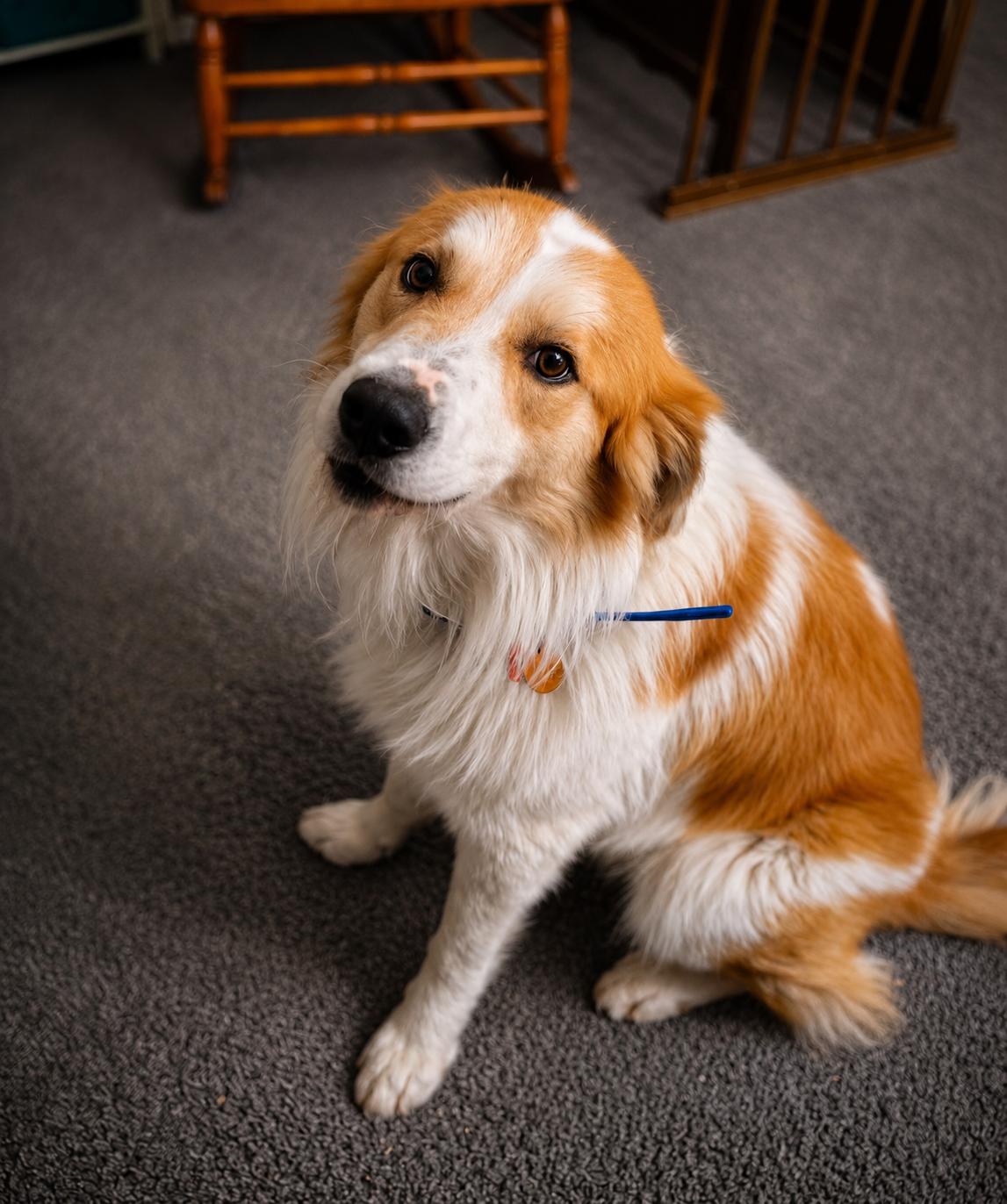 Bogey, ADOPTABLE, Young Male Great Pyrenees.