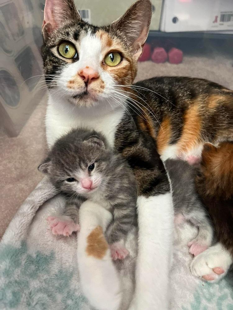 Monet, Adoptable, Adult Female Domestic Short Hair & Calico.