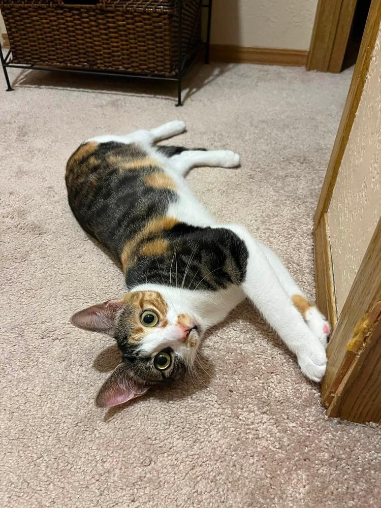 Enlarge Monet, a Adoptable mixed breed in Homer Glen, IL image 2/3