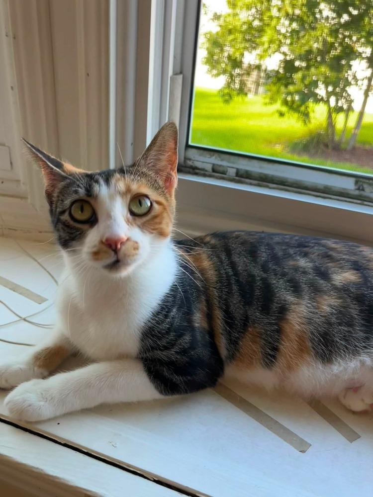Enlarge Monet, a Adoptable mixed breed in Homer Glen, IL image 3/3