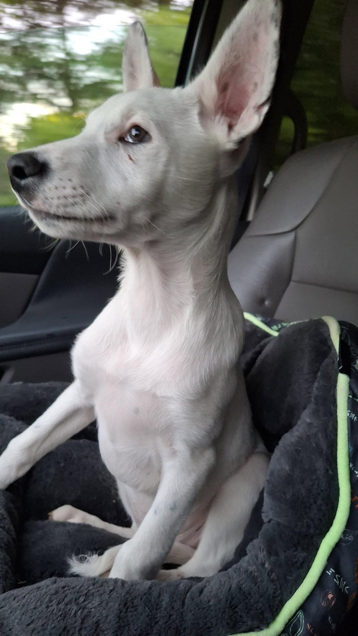 BEAU - Deaf Puppy, a Adoptable mixed breed in Sebec, ME image 1/3