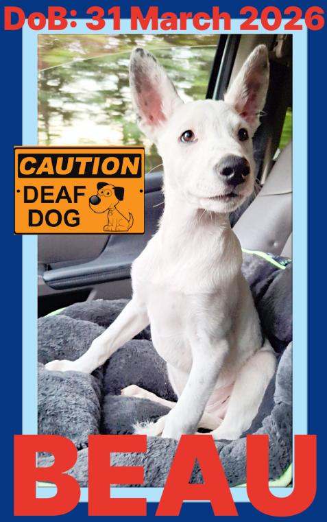 BEAU - Deaf Puppy, a Adoptable mixed breed in Sebec, ME image 2/3