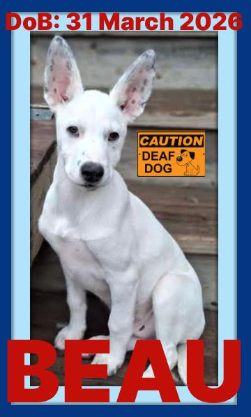 BEAU - Deaf Puppy, a Adoptable mixed breed in Sebec, ME image 3/3