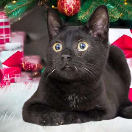 Macaroon (Bonded w/ Cookie), Adoptable, Kitten Female Domestic Short Hair & Domestic Short Hair.