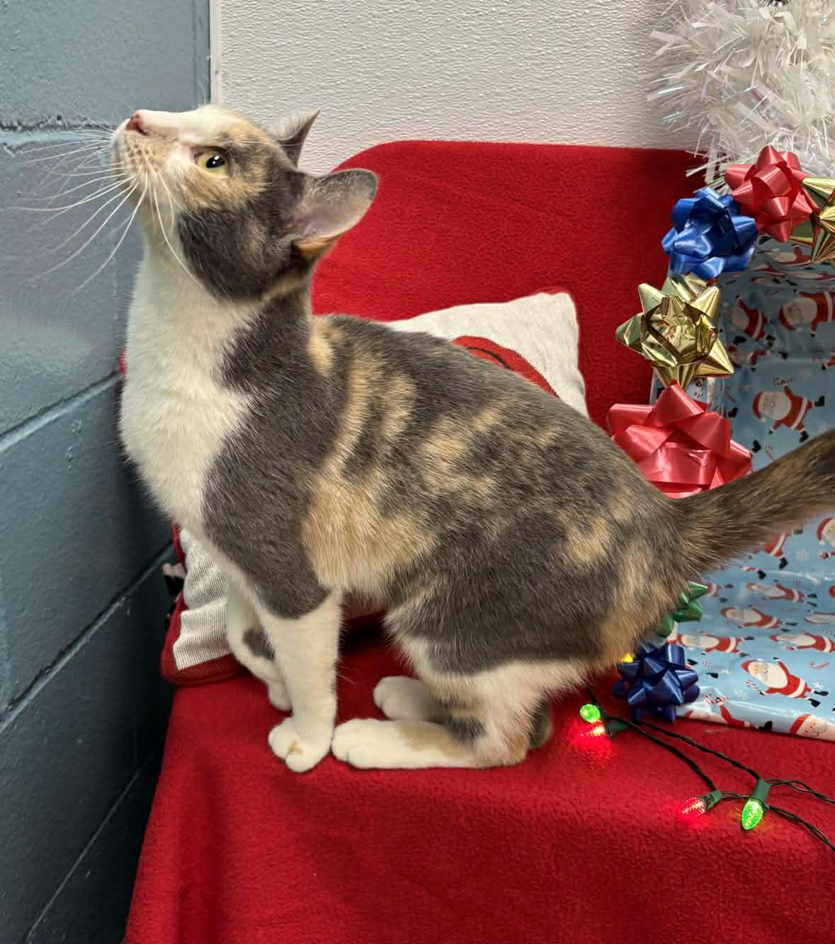 Enlarge Elaine, a Adoptable Domestic Short Hair in Lake Saint Louis, MO image 1/2