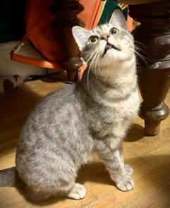 Snickers, ADOPTABLE, Kitten Female Domestic Short Hair.