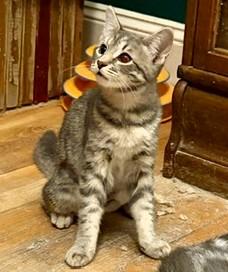Enlarge Snickers, a ADOPTABLE Domestic Short Hair in Wayland, MA image 3/6