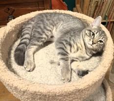 Enlarge Snickers, a ADOPTABLE Domestic Short Hair in Wayland, MA image 5/6